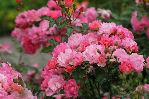 Les essentiels du kit de serrurier : outils pour débutants et pros